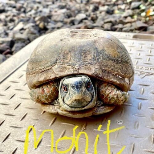 Desert tortoise during a short-term pet sitting visit in Glendale Arizona