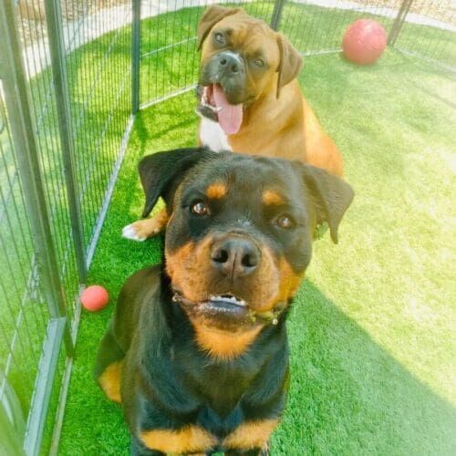 Boxer and Rottweiler brothers enjoy the enter time and attention they receive during their at home daycare in Glendale, AZ.