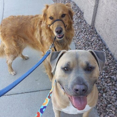 Two dogs out enjoying their walk and potty break in Glendale AZ.