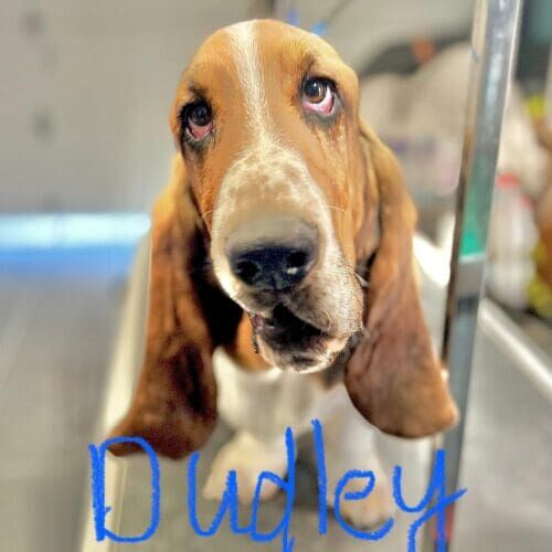 Basset Hound named Dudley receiving grooming, deshedding, and nail grinding during a grooming visit in Glendale Arizona.
