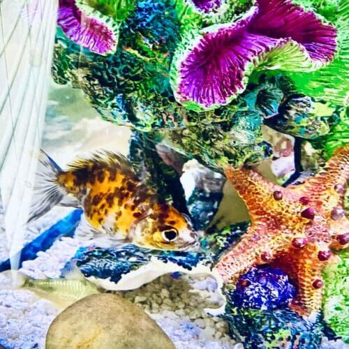 Saltwater fish receiving feeding during an overnight in-home pet sitting visit in Glendale Arizona