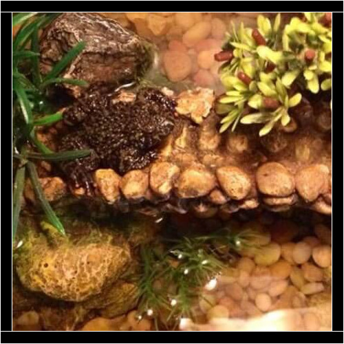 Frog during an in-home pet sitting visit in Glendale Arizona
