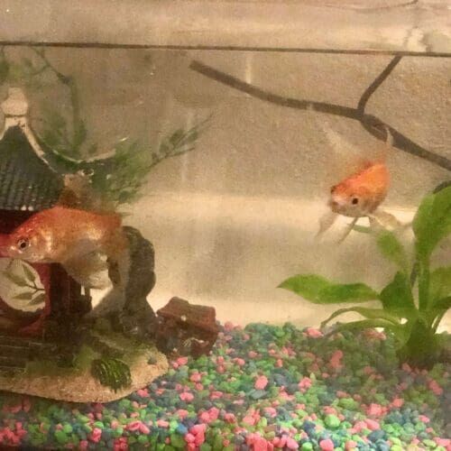 Goldfish in an aquarium during a pet sitting visit in Phoenix Arizona