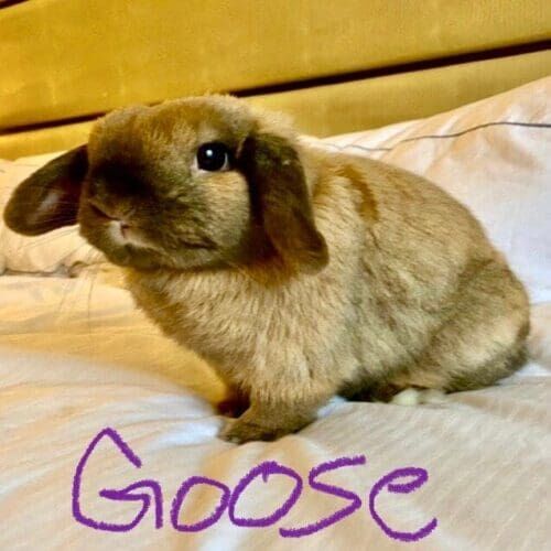 Rabbit named Goose during an in-home pet sitting visit in Glendale Arizona