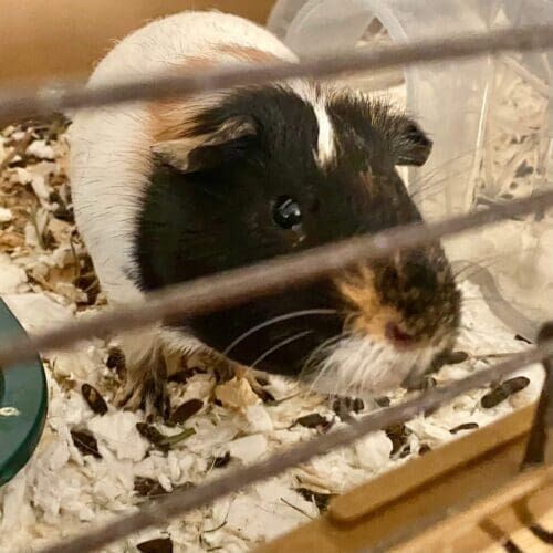 Guinea pig during a drop-in pet sitting visit in Sun City Arizona