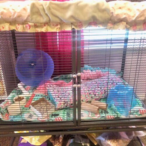 Hedgehog enclosure cleaning during a pet sitting visit in Glendale Arizona