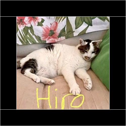 Hiro cat Cat named Hiro relaxing at home during a pet sitting visit