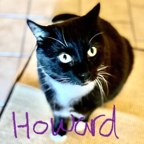 Black cat named Howard being fed during an in-home pet sitting visit in Glendale Arizona
