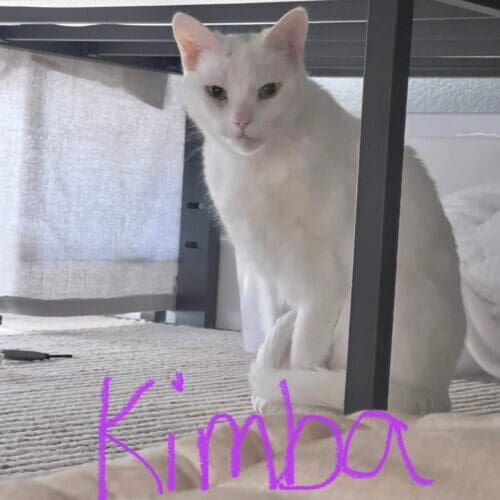 White cat named Kimba during a drop-in pet sitting visit in Peoria Arizona