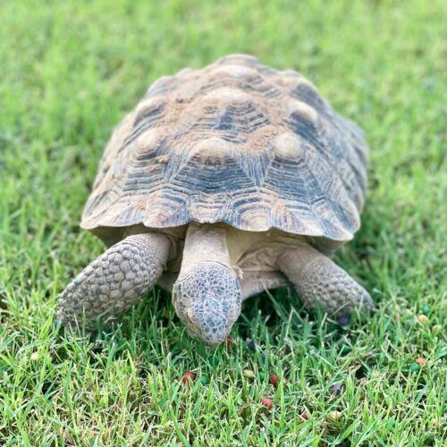 Large turtle during an in-home pet sitting visit in Glendale Arizona