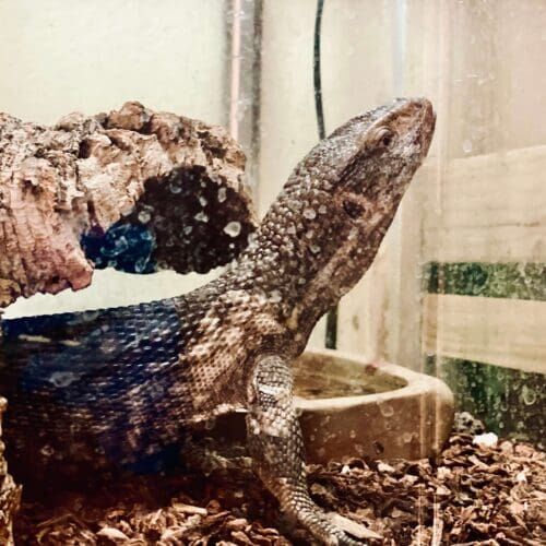 Monitor lizard during an in-home pet sitting visit in Glendale Arizona