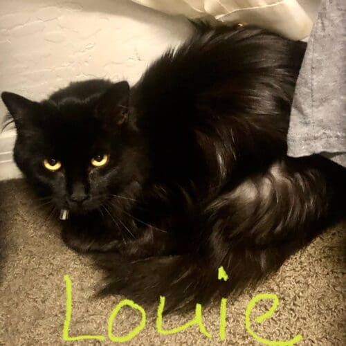 Black cat named Louie receiving short-term in-home pet sitting care in Glendale Arizona