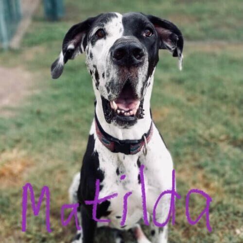 Great Dane named Matilda receiving in-home pet sitting care in Phoenix Arizona
