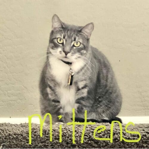 Grey cat named Mochi receiving short-term care during a pet sitting visit in Youngtown Arizona