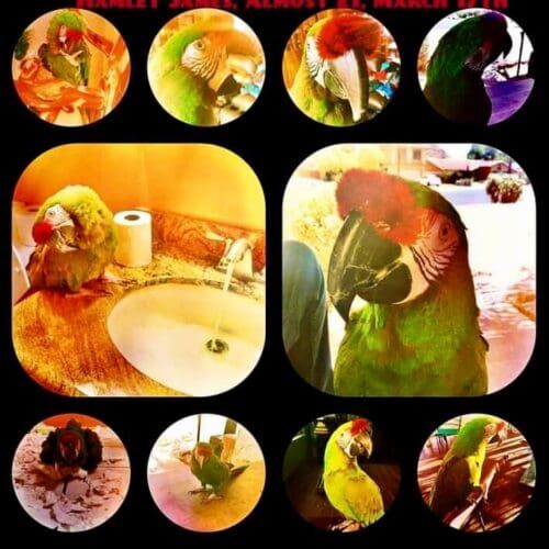 Multiple birds during a pet sitting visit in Glendale Arizona