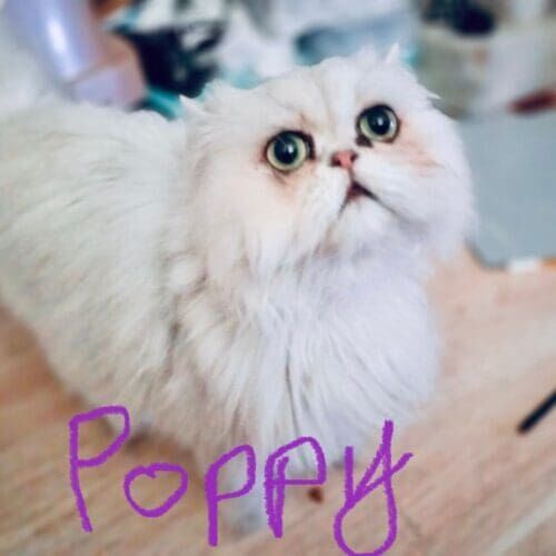 Cat named Poppy begging for food during in-home pet sitting in Phoenix Arizona
