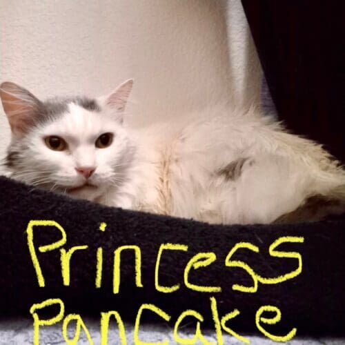 Cat named Princess Pancake during a drop-in pet sitting visit in Sun City Arizona
