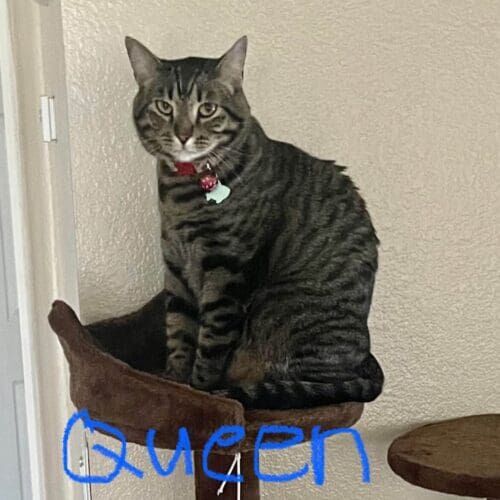 Cat named Queen receiving short-term care during a pet sitting visit in Glendale Arizona