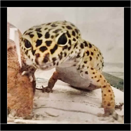 Reptile during an in-home drop-in pet sitting visit in Sun City, Arizona