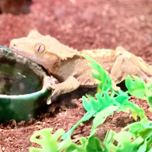 Reptile during an in-home pet sitting visit in Glendale Arizona