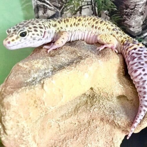 Reptile during an in-home pet sitting visit in Glendale Arizona