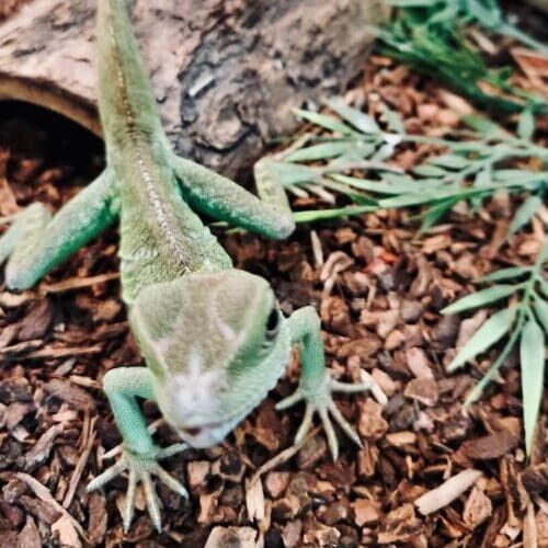 Reptile during a pet sitting visit in Phoenix Arizona