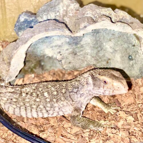 Reptile during a drop-in pet sitting visit in Peoria Arizona