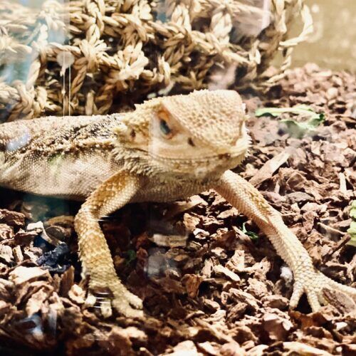 Reptile during an in-home drop-in pet sitting visit in Phoenix Arizona