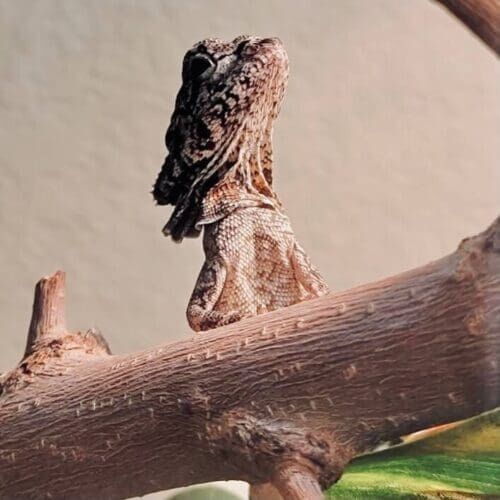 Reptile during an in-home drop-in pet sitting visit in Glendale, Arizona