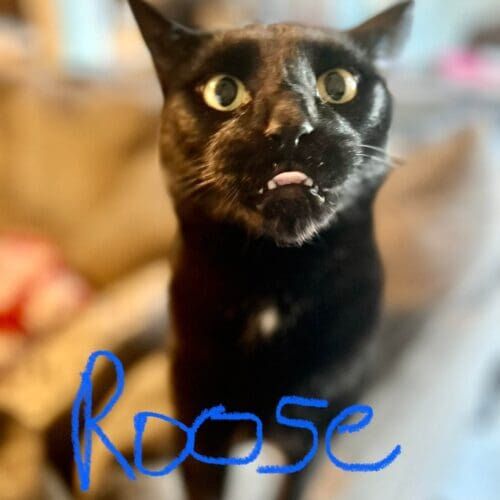 Black cat named Roose during a short pet sitting visit in Phoenix Arizona