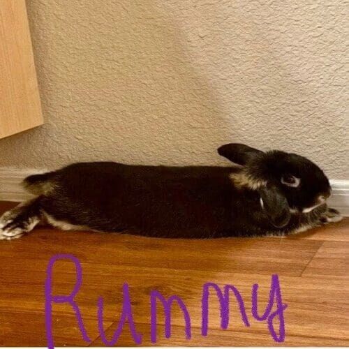 Rabbit named Rummy during a pet sitting visit in Glendale Arizona