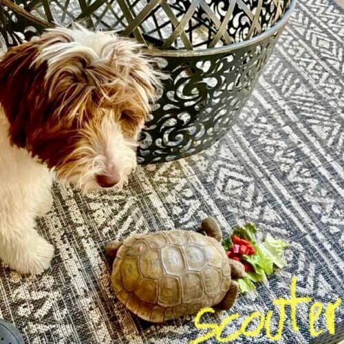 Turtle named Scooter and his dog friend during a pet sitting visit in Peoria Arizona