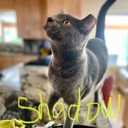 Grey cat named Shadow investigating a curious sound during a pet sitting visit in Sun City Arizona