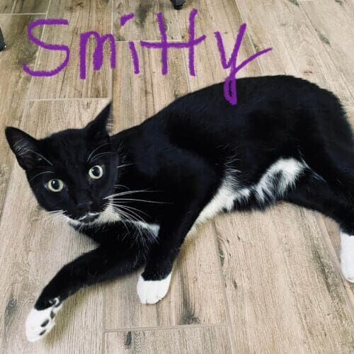 Black cat named Smitty receiving daily care during a pet sitting visit in Peoria Arizona