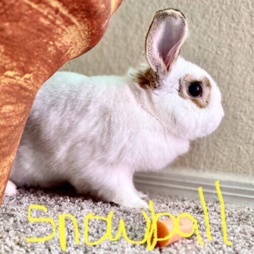 White rabbit named Snowball during an in-home pet sitting visit in Peoria Arizona