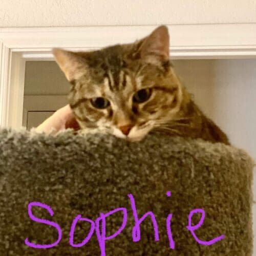 Cat named Sophie peers from her cat tree during a pet sitting visit with litter box cleaning in Glendale Arizona