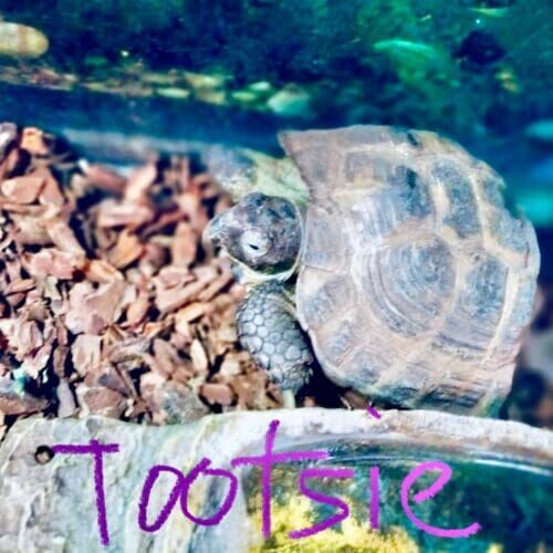 Turtle named Tootsie during a pet sitting visit in Phoenix Arizona
