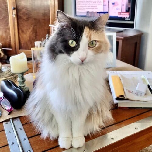 Tri-colored cat investigating food preparation during in-home pet sitting in Phoenix Arizona
