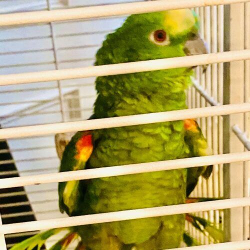 Tropical bird receiving feeding and cage cleaning during a pet sitting visit in Glendale Arizona