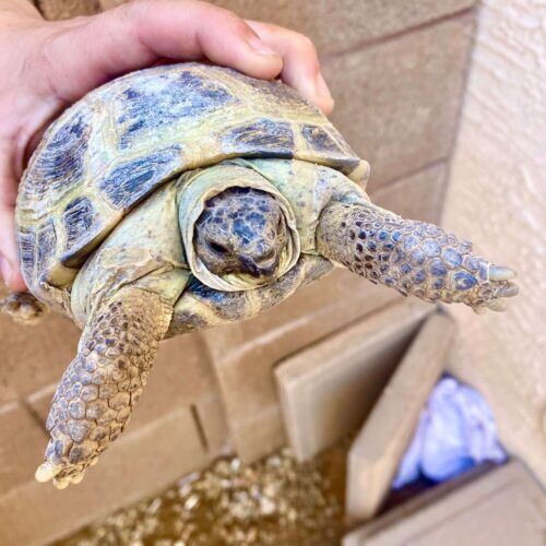 Turtle receiving feeding during a drop-in pet sitting visit in Phoenix, Arizona