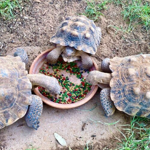 Turtle receiving feeding during a pet sitting visit in Glendale, Arizona