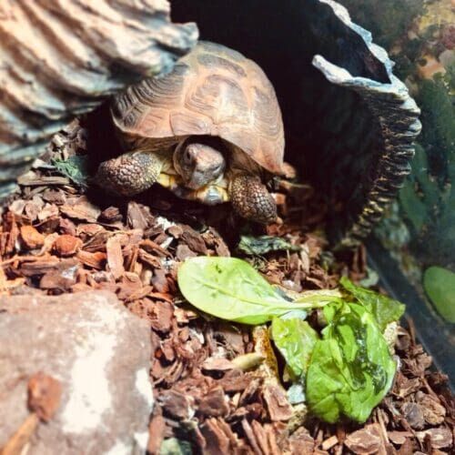 Turtle during an in-home pet sitting visit in Glendale Arizona