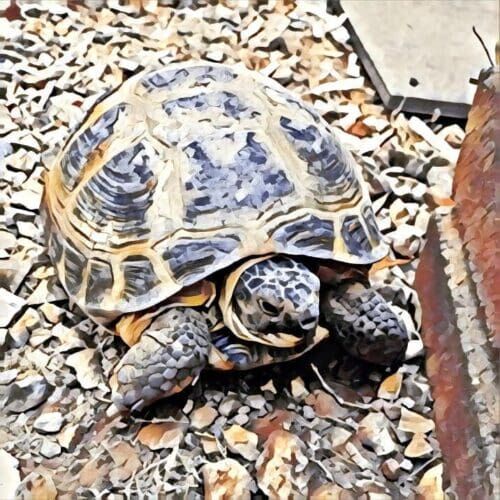 Turtle during a pet sitting visit in Phoenix Arizona