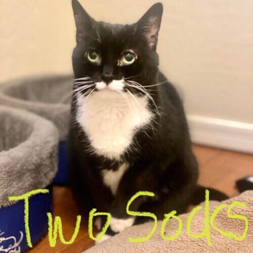 Black cat named Two Socks receiving daily care during pet sitting visits in Glendale Arizona