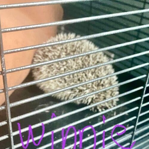 Hedgehog named Winnie during a pet sitting visit in Glendale Arizona