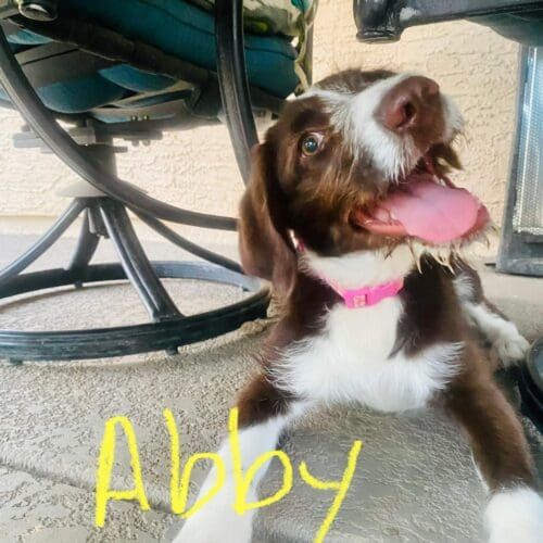 Puppy named Abby learning basic puppy training skills during a session in Glendale Arizona