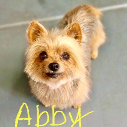 Yorkie mix named Abby receiving a bath and grooming service.
