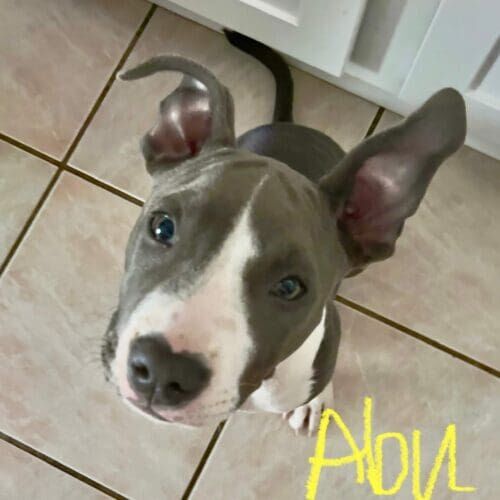 Blue nose pitbull puppy named Abu learning potty training and bite inhibition during foster care in Glendale Arizona
