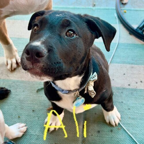 Pitbull puppy named Ali receiving foster care while recovering from kennel cough in Glendale Arizona