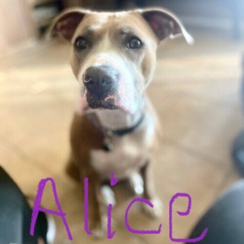 Pitbull named Alice participating in group dog training class in Glendale Arizona